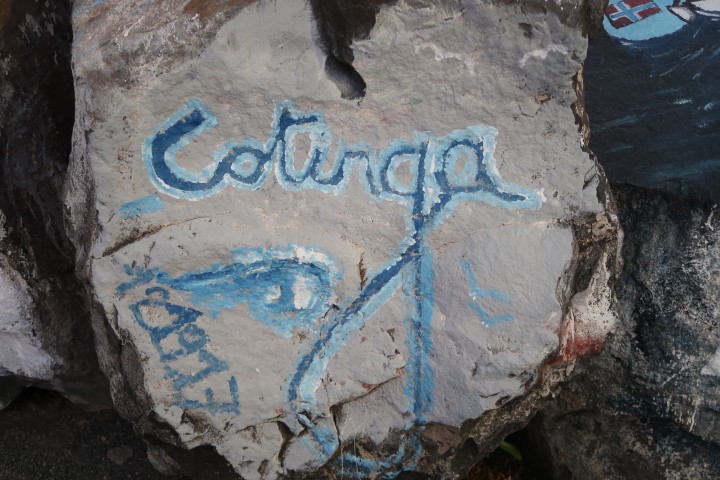 cotinga