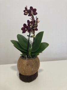 Kokos orchidee!