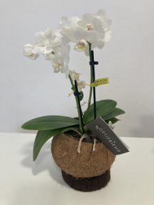 Coco orchid!