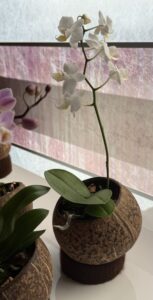 Kokos orchidee!