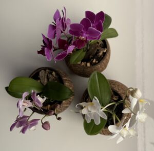 Kokos orchidee trio!