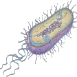 AARGHH, een bacterie!