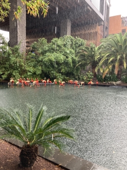 Baobab in the rain!