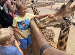 De giraffes voeren!