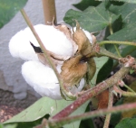 Cotton - Seeds!