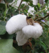 Cotton!