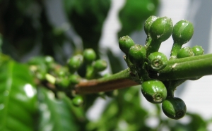 Coffee with green beans!