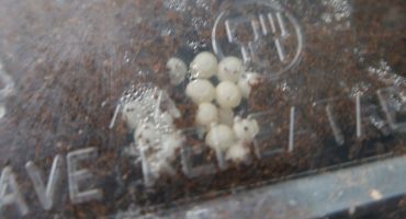 Snail eggs!