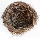 Birds nest!