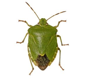 Heteroptera