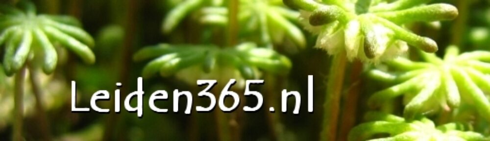 Leiden365.nl